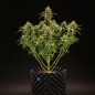 Preview: Milky Way F1 Auto (Autoflower)